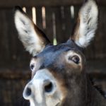 donkey, long ears, portrait-3636234.jpg